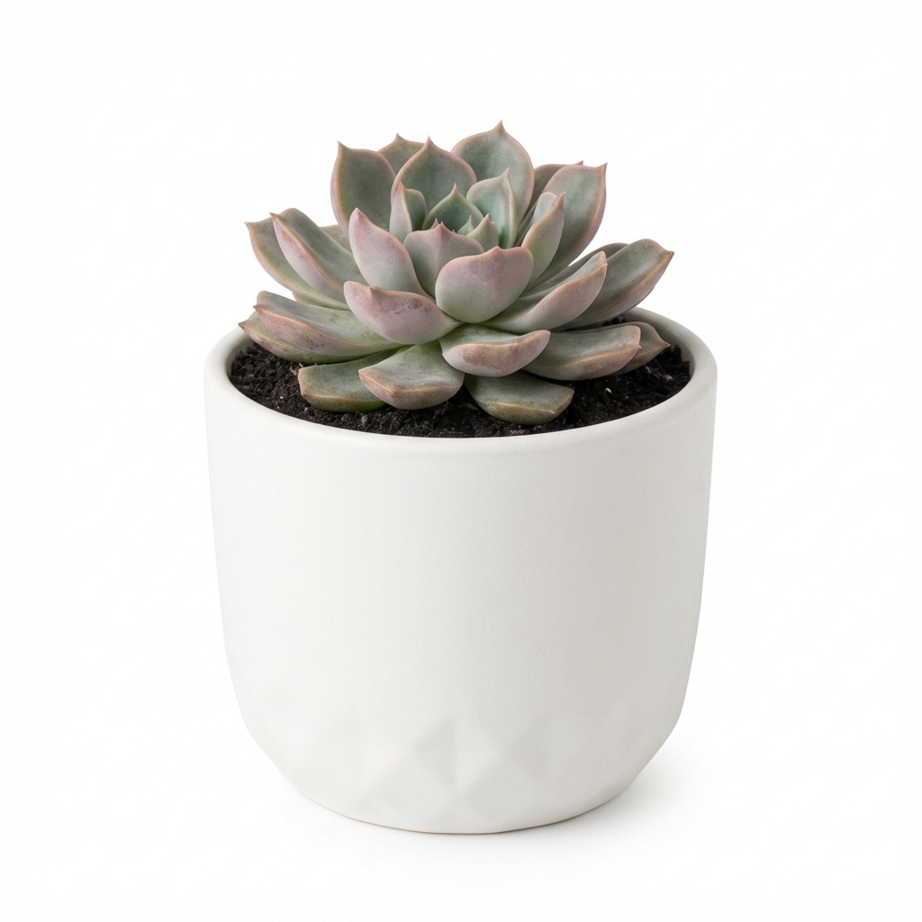 Растение в горшке